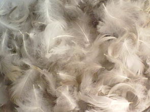 供應(yīng)毛片羽絲 東莞隆騰批發(fā) 價(jià)格更實(shí)惠